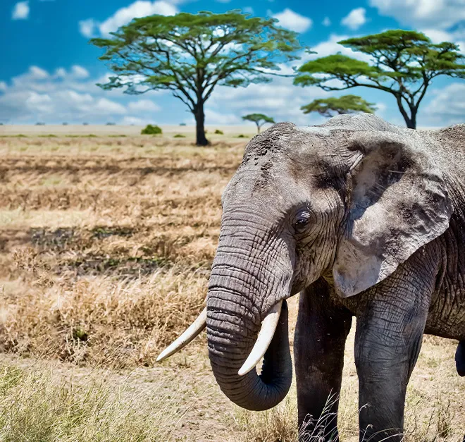Safari Safari destination