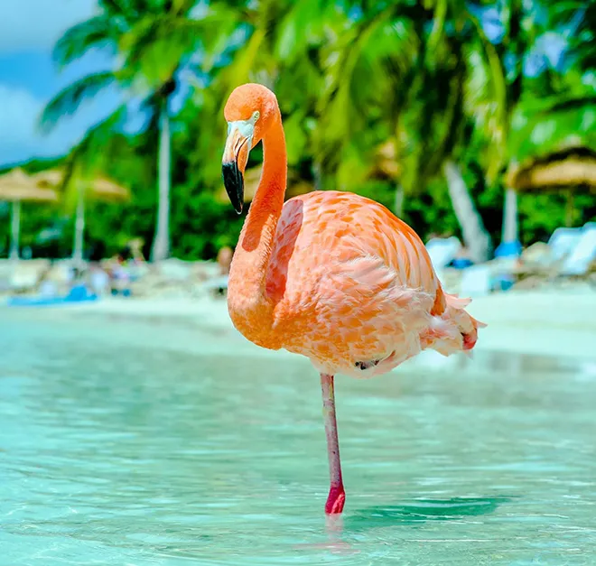 Aruba Beach in Aruba