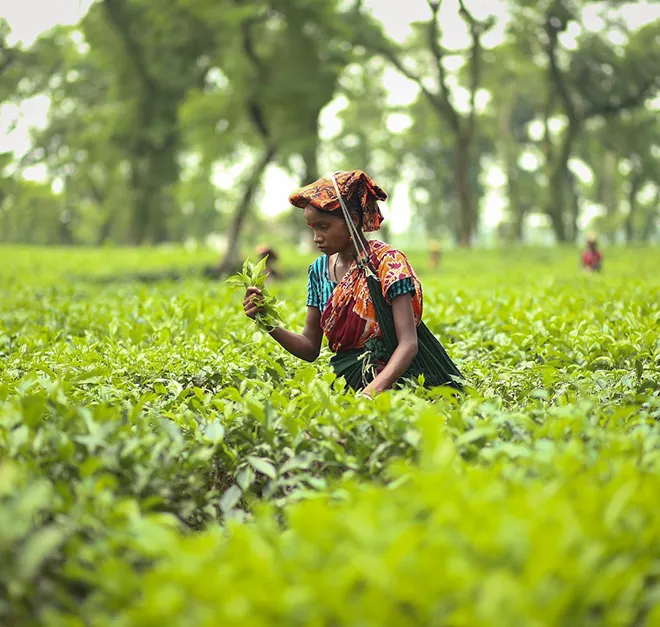 Sylhet Sylhet