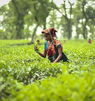 Sylhet